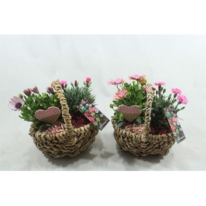 V129 TASMAND MOEDERDAG