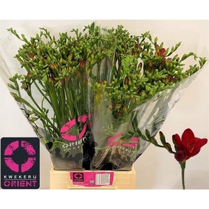 Freesia Enk Red Passion