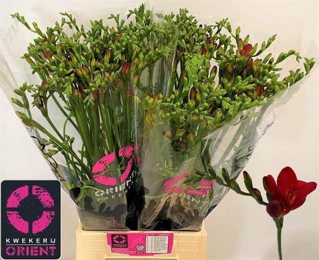 <h4>Freesia Enk Red Passion</h4>