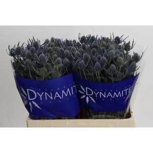 Eryngium Blue Dynamite