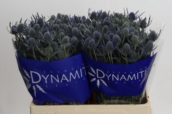 <h4>Eryngium Blue Dynamite</h4>