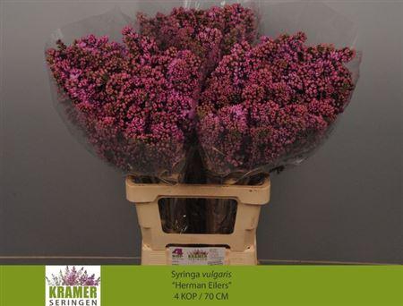 <h4>Syr V Herman Eilers 70cm 4+</h4>