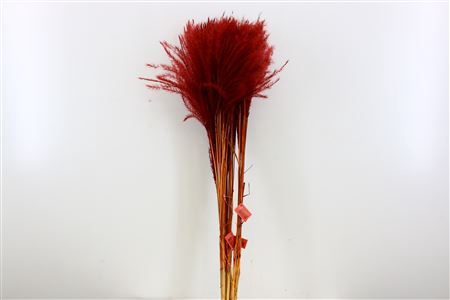 Dried Stipa Feather Brown P. Stem