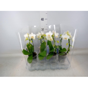 Phalaenopsis   ...white