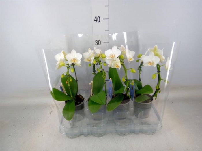 <h4>Phalaenopsis   ...white</h4>