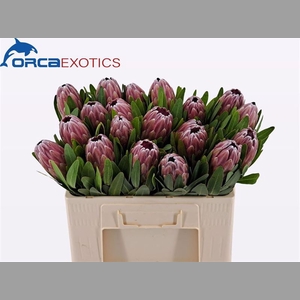 Protea Pink Ice