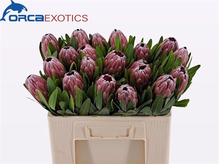 <h4>Protea Pink Ice</h4>