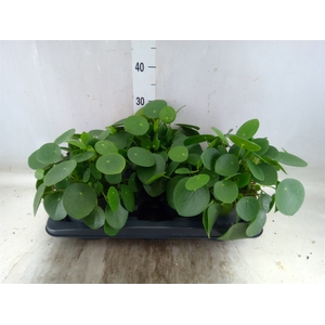 Pilea peperomoides