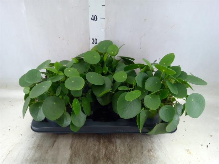 <h4>Pilea peperomoides</h4>