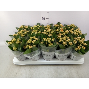 Kalanchoe  'RoseFlow Agnes'