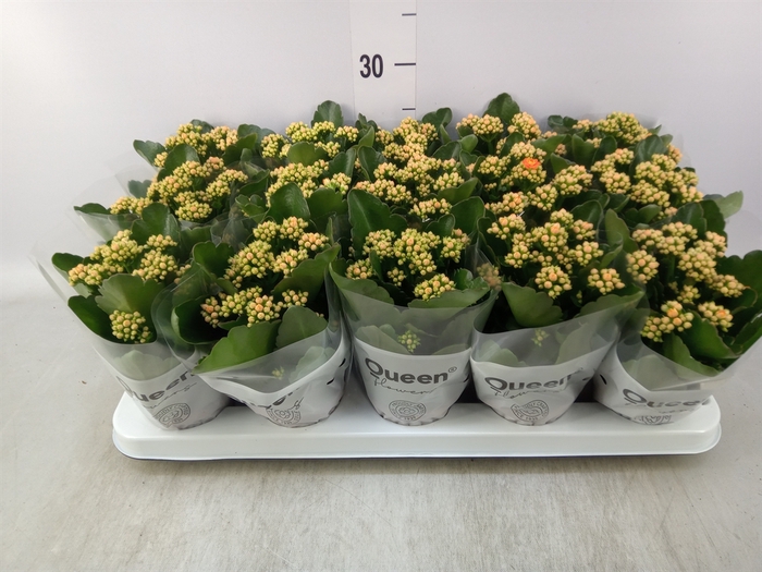 <h4>Kalanchoe  'RoseFlow Agnes'</h4>