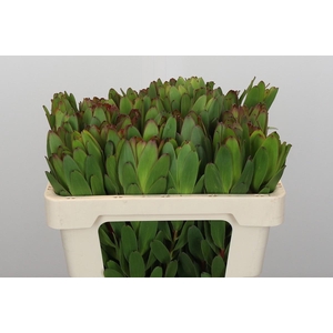 Leucadendron Goldstrike