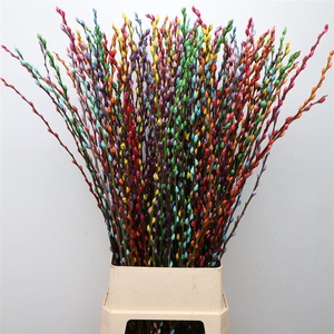Salix Snow Flake Klb Rainbow