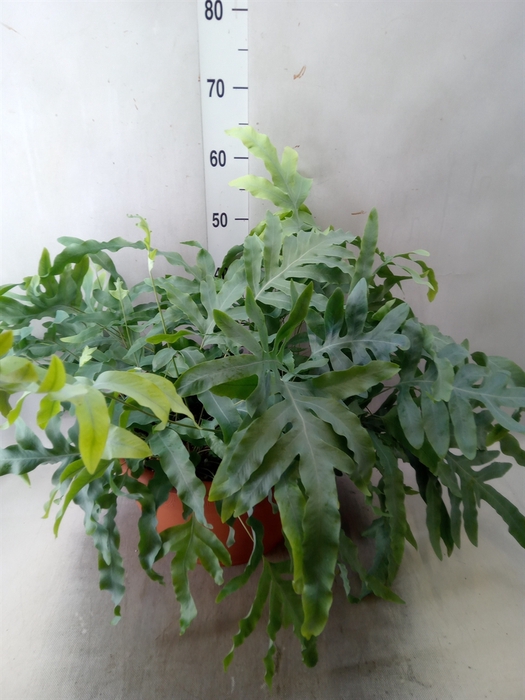 <h4>Phlebodium aureum 'Blue Star'</h4>