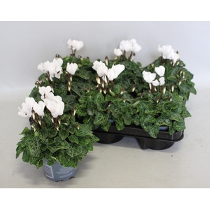 Cyclamen Super Serie White