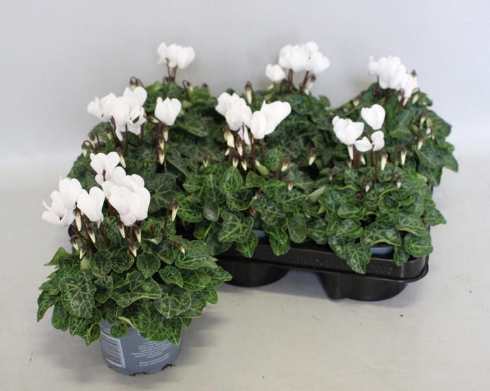 <h4>Cyclamen Super Serie White</h4>