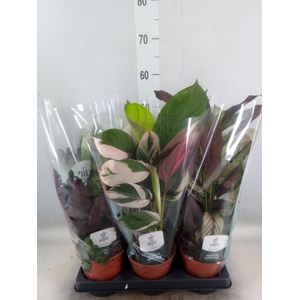 Calathea   ...mix