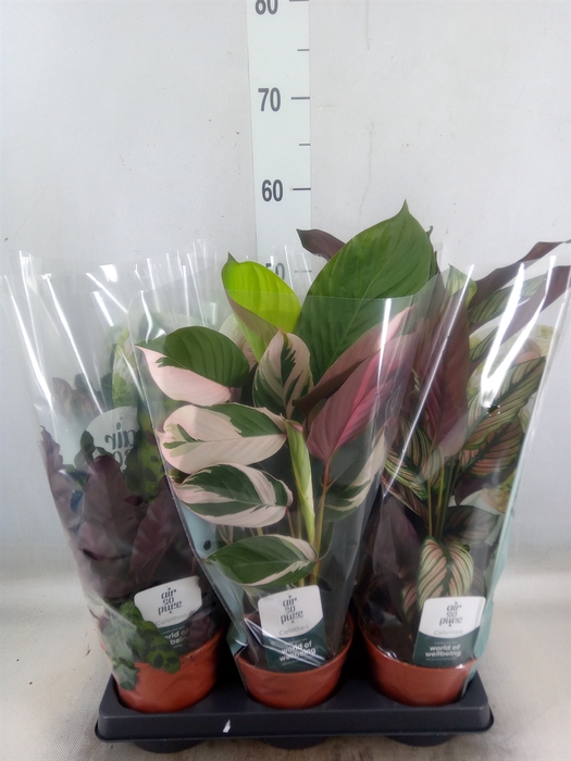 <h4>Calathea   ...mix</h4>