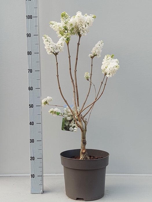 <h4>SYRI VULGARIS</h4>