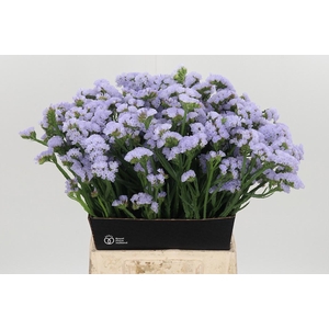 Lim S Luna Blue