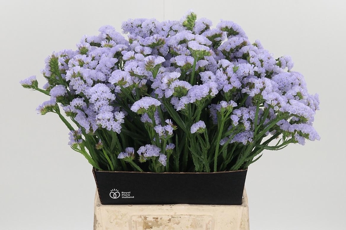 <h4>Lim S Luna Blue</h4>