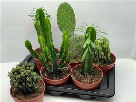 <h4>Cactus gemengd</h4>