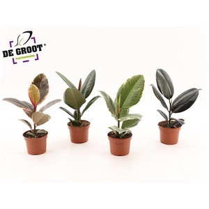 Ficus elastica gemengd 4 soorten