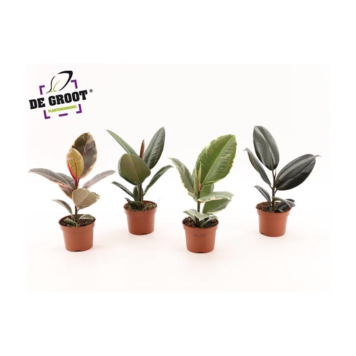 <h4>Ficus elastica gemengd</h4>