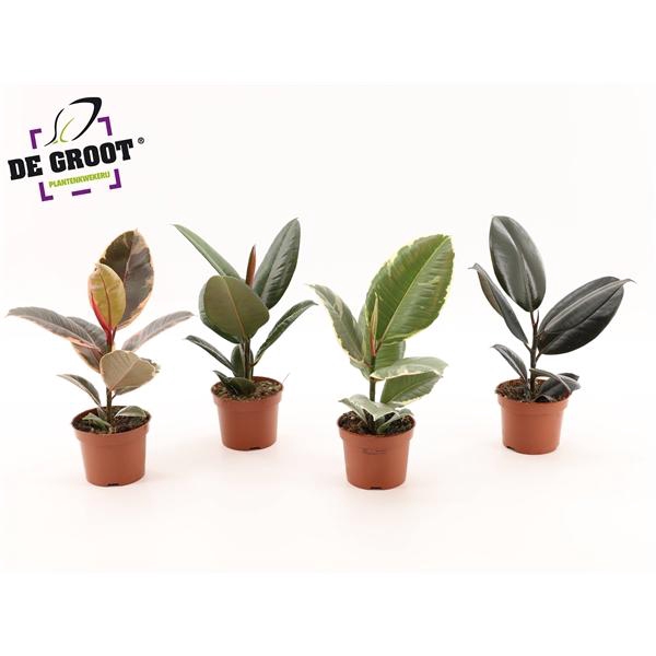 <h4>Ficus elastica gemengd 4 soorten</h4>