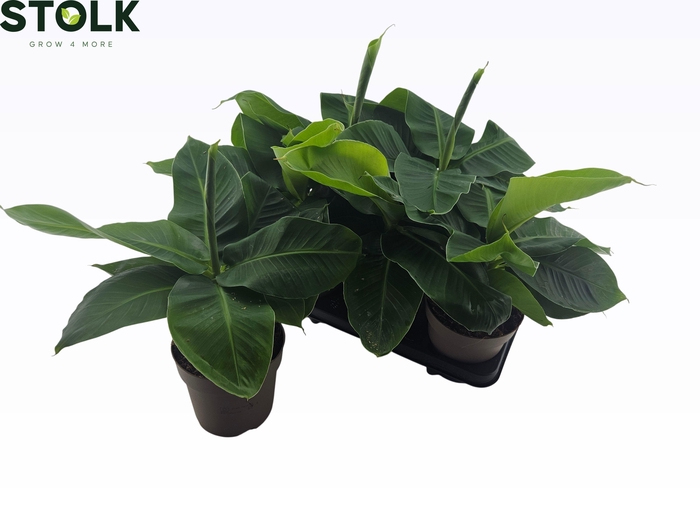 <h4>MUSA TROPICANA</h4>