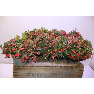 Gaulth Procumbens