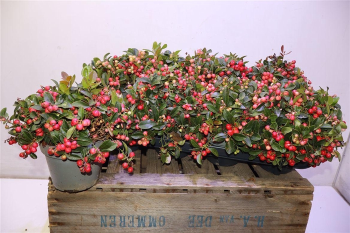 <h4>arr8 Gaulth Procumbens</h4>