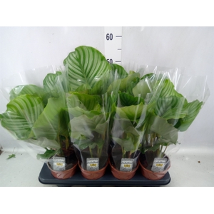 Calathea orbifolia