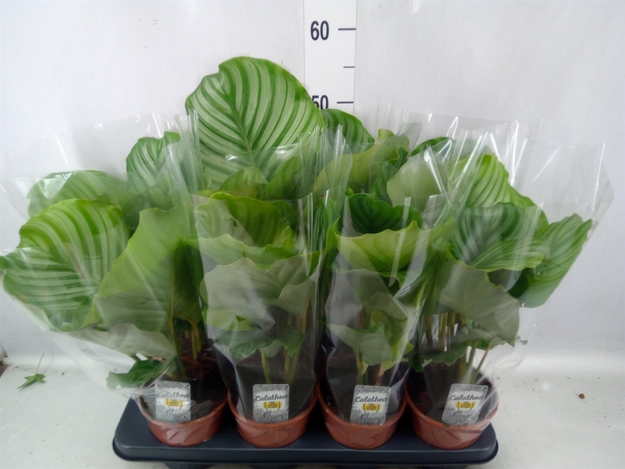 <h4>Calathea orbifolia</h4>