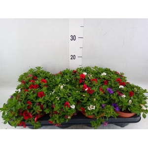 Calibrachoa  'Cabaret MM Cafe Pari'