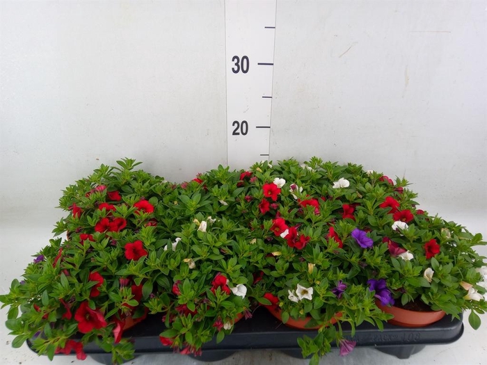 <h4>Calibrachoa  'Cabaret MM Cafe Pari'</h4>