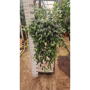 Aeschynanthus marmoratus