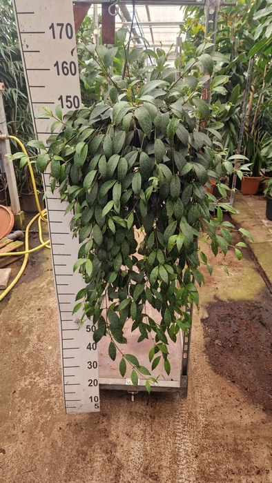 <h4>Aeschynanthus marmoratus</h4>