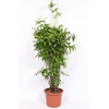 Dracaena surculosa