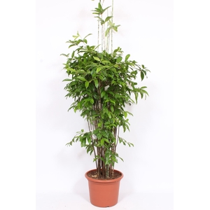 Dracaena surculosa