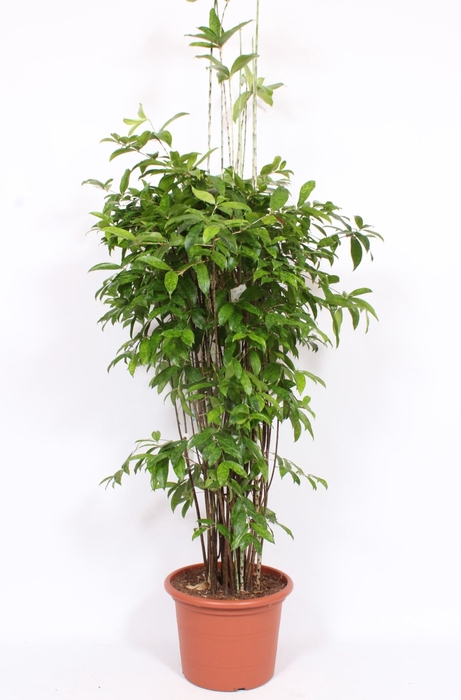 <h4>Dracaena surculosa</h4>
