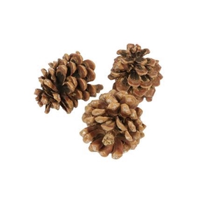 Deco Pinecone Pinea 100pcs L9 Natural