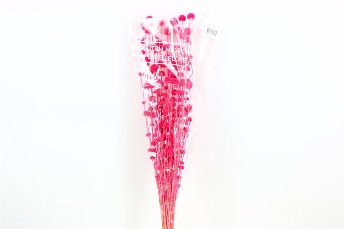 <h4>Dried Big Mars D Pink Bunch</h4>