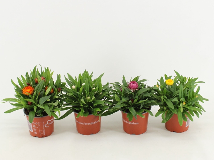 <h4>Bracteantha Dreamtime gemengd</h4>