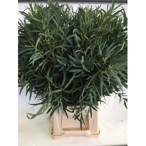 Leaf eucalyptus domenichina