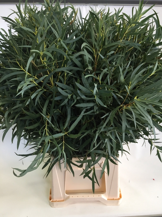 <h4>Leaf eucalyptus domenichina</h4>