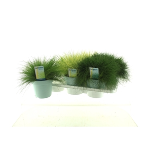 SIERG GEM 3 SRT FUST