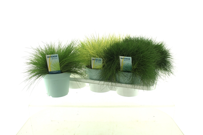 <h4>SIERG GEM 3 SRT FUST</h4>