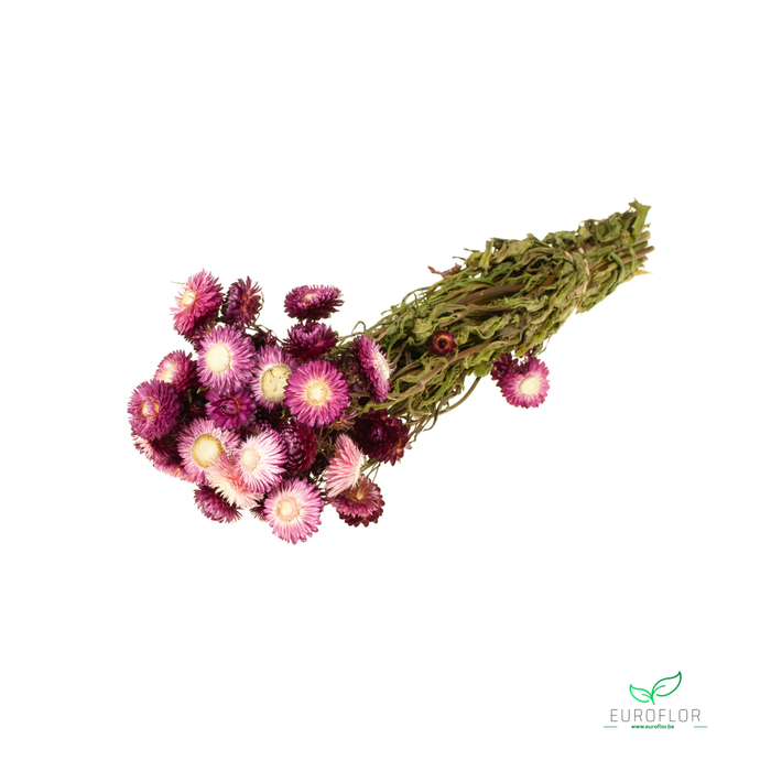 DRIED FLOWERS - HELICHRYSUM BOS NATURAL DARK PINK