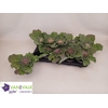 BRASSICA (SIERKOOL)